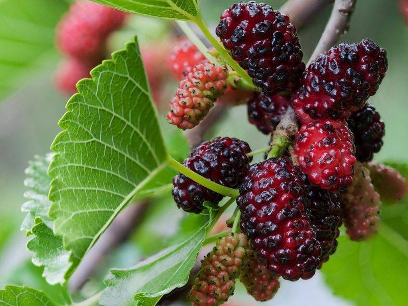 Шелковица купить саженцы из питомнике в Коломне