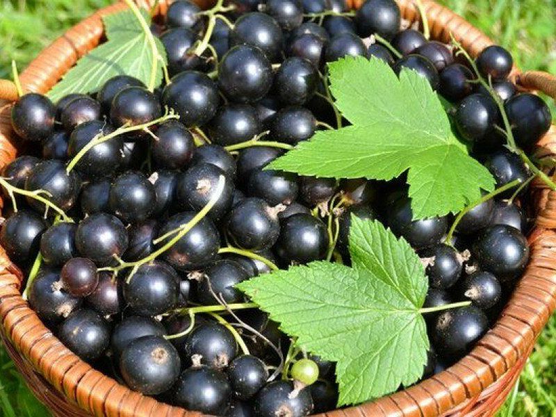 Смородина купить саженцы из питомника в Коломне
