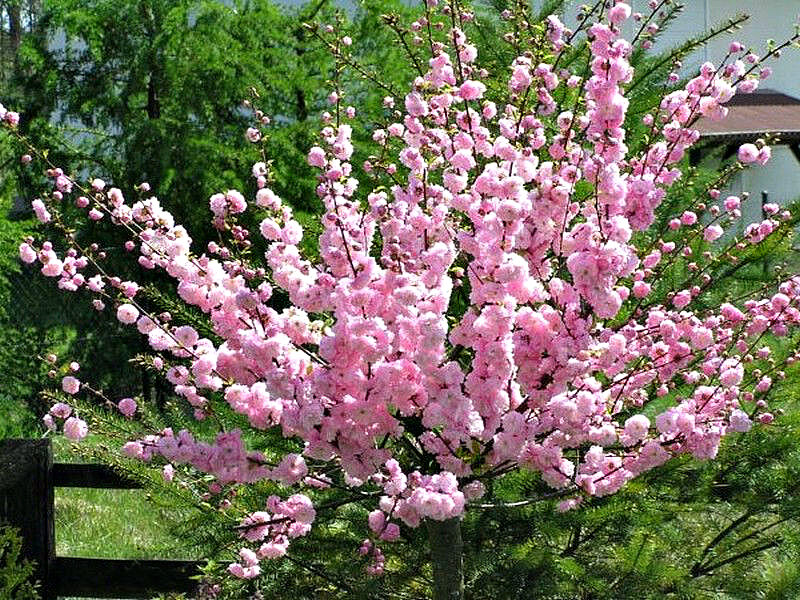 Миндаль купить саженцы из питомника в Коломне