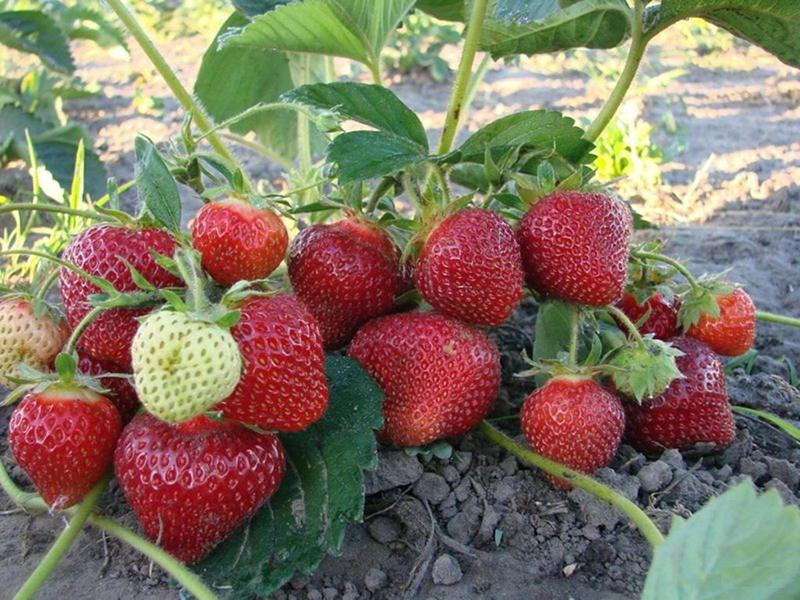 Клубника купить саженцы из питомника в Коломне