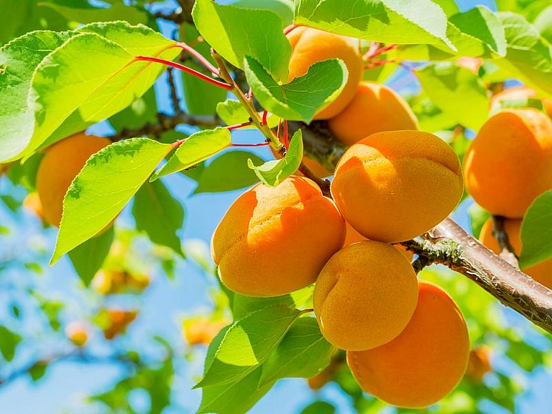 Абрикос купить саженцы из питомнике в Коломне