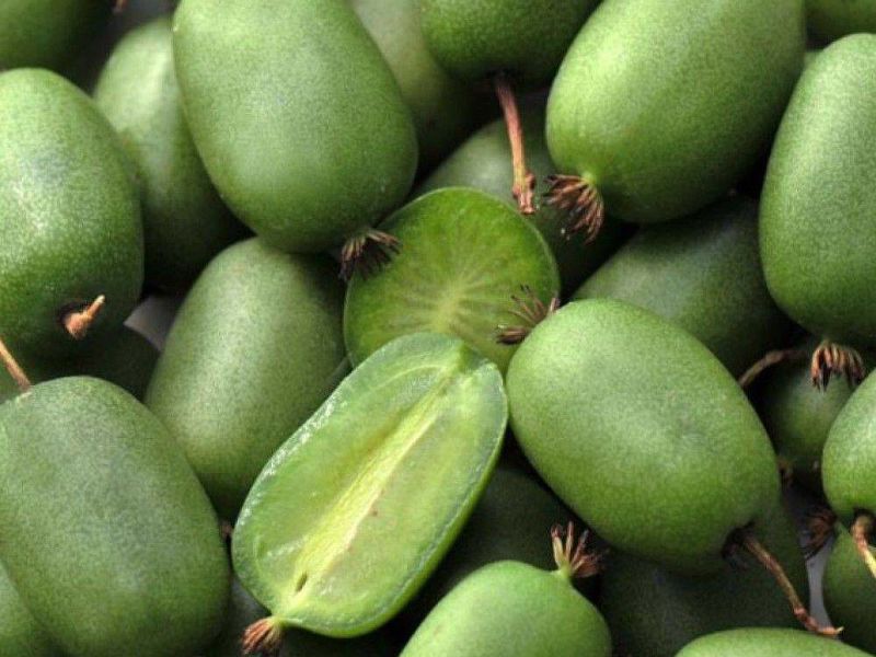 Актинидия купить саженцы из питомнике в Коломне