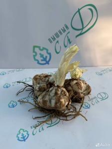 Лилия "ШАХЕРЕЗАДА" 3 штуки (размер 18/20)