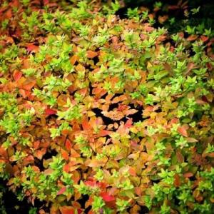 Спирея "ГОЛДЕН КАРПЕТ" (стакан Р9)