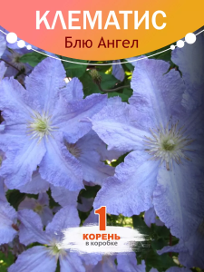 Клематис Блю Ангел