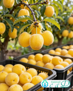 Алыча "ПРЕМИУМ"