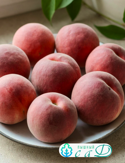 Персик "РУБИНОВЫЙ ПРИНЦ"  (срок созревания - август)